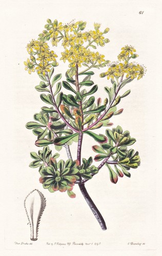 Aeonium cruentum îles - aeonium,
