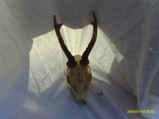 Massacre ,bois de chevreuil