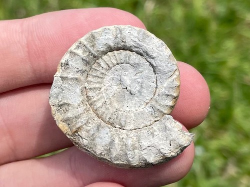 Ukraine fossil ammonite - ukraine,