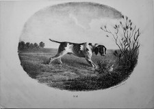 Epagneul breton lithographie