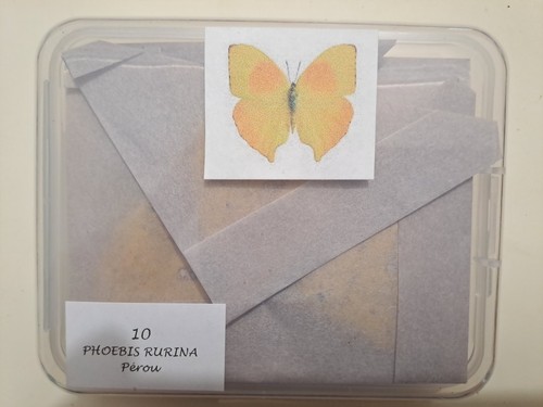 Phoebis rurina - , (pieridae)