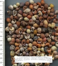 Shell / Petits coquillages