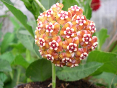 Hoya meliflua - hoya,