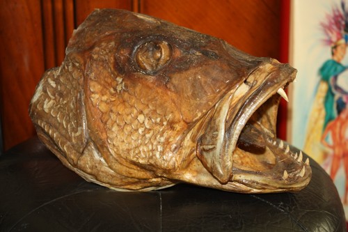 Tête grand poisson - tête,