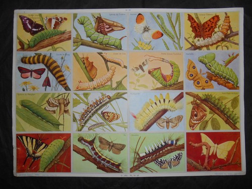 Ancienne planche scolaire 59 - ancienne, n
