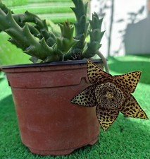 STAPELIA VARIEGATA/ORBEA VARIEGATA Étoile de Mer /Plante Racinée En Godet