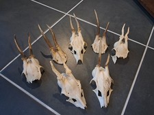 Massacre de chevreuil (prix