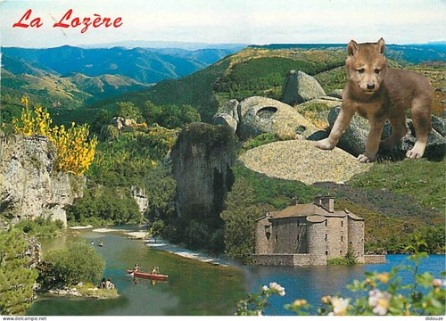 Carte postale animaux - postale,