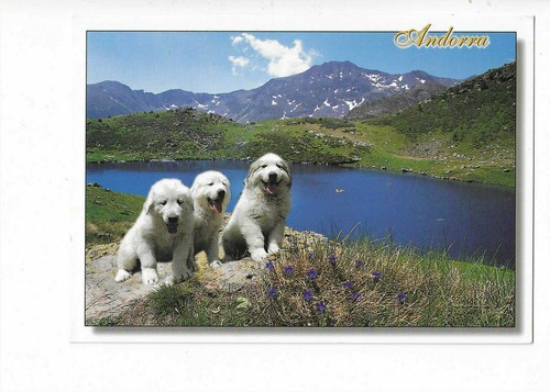 Chien chiens chiots - chien,