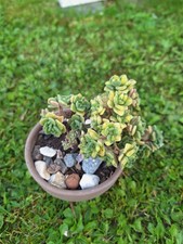 Aeonium lindleyi easy - lindleyi,