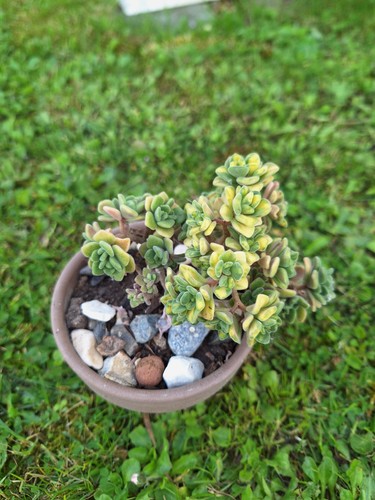 Aeonium lindleyi easy - aeonium,