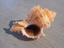 Coquillage :  NEW MURICIDAE