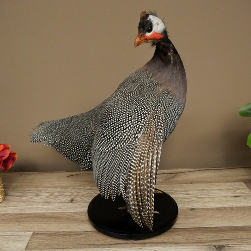 Volailles poule perl - /,