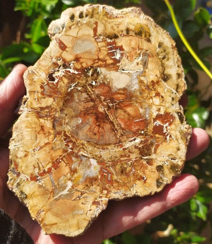 Bois fossile pétrifié - bois,