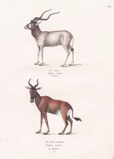 Mendesantilope Addax Vache -