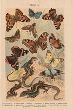 Papillons Admiral Lézards