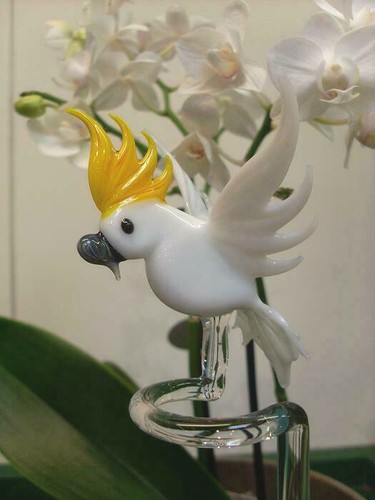Tige orchidée - tige,