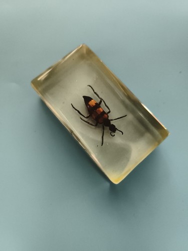 Insecte naturalisé sous