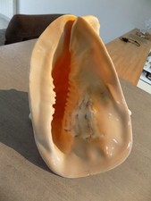 Coquillage :  NEW CASSIDAE