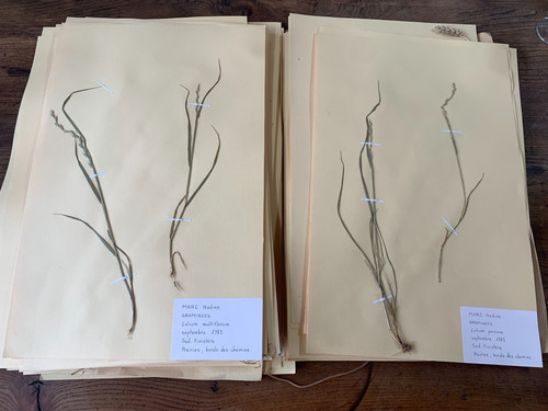 Herbier planches bretagne - planches,