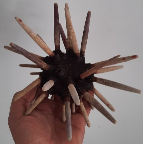 Curiosité taxidermie - ,,