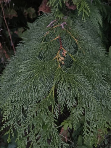 Western red cedar - red, fresh