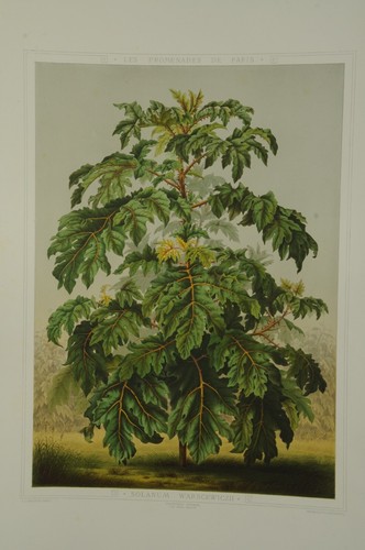 Lithographie couleur originale