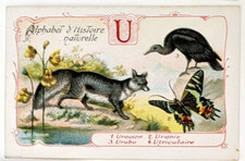 Image chromo chicorée Williot - alphabet Histoire naturelle - Lettre U