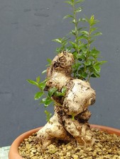 Bonsaï olivier 25 x 10 cm