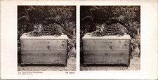 Ocelot dans un Zoo, Vintage