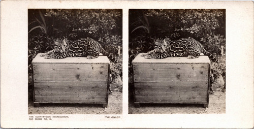 Ocelot dans zoo vintage - dans,