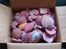 Lot Chipped Sea Shells Pecten