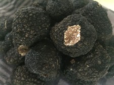Truffes fraîches de