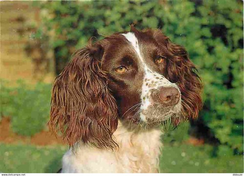 Carte postale animaux - carte,