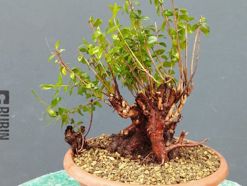 Bonsaï myrte 15 cm en - de,