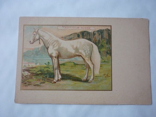 Carte postale chicoree moka - carte,