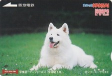 Carte JAPON - ANIMAL - CHIEN SAMOYEDE - DOG JAPAN Kansai card / Pas télécarte