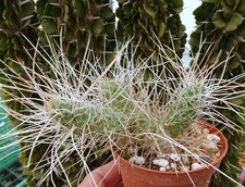 TEPHROCACTUS WEBERI   cactus