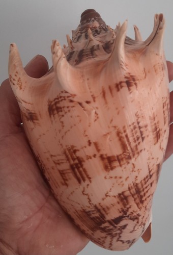 Curiosité taxidermie - ,,