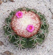 Melocactus violaceus SEEDS -