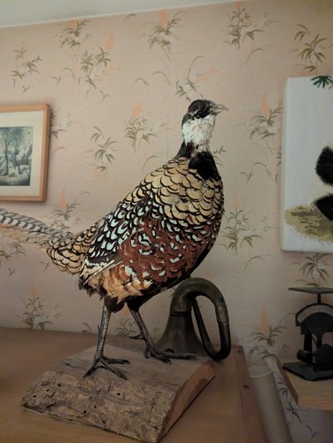 Faisan empaillé taxidermie - empaillé,