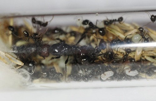 Fourmis messor barbarus - fourmis,