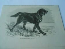 Gravure 1879 - Dan III Gordon