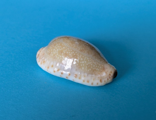 Cypraea erosa chlorizans 2 - erosa,