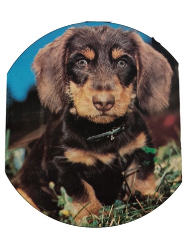 Photo teckel chiot animal - photo,