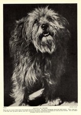 1930s Antique BASSET GRIFFON