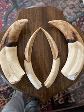 Paire de dents défenses de