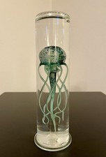 Méduse globe bocal coquillage