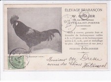 BELGIQUE: JETTE-SAINT-PIERRE-les-BRUXELLES: élevage brabançon, pigeons speel