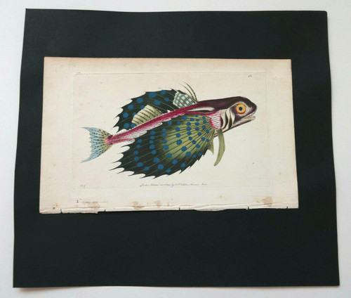Poisson flying gurnard 451 - flying,